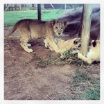 2014.03.01 — Johannesburg Paul Rosenberg 02