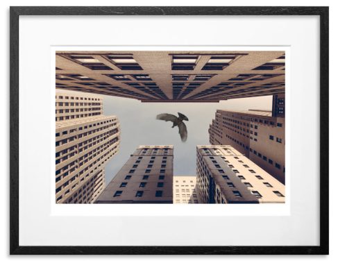 Stay Fly (Signed and numbered by Jeremy Deputat)
